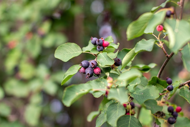 Ripe berries on a bush branch in the garden