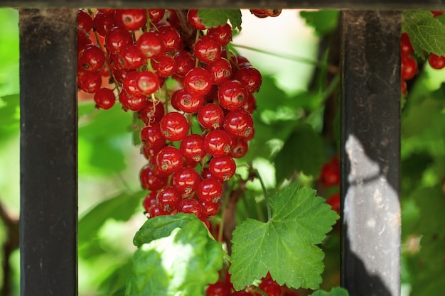Ripe berries of a currant on a green bush. seasonal vitamins