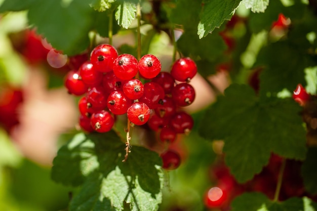 Ripe berries of a currant on a green bush seasonal vitamins