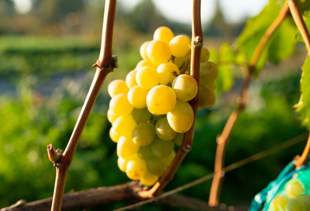 Ripe berries of green grape growing on branch in vineyard