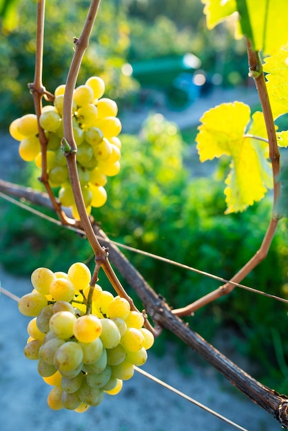 Ripe berries of green grape growing on branch in vineyard