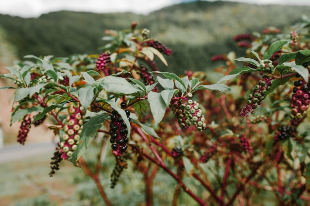 Photo ripe berries lakonos closeup