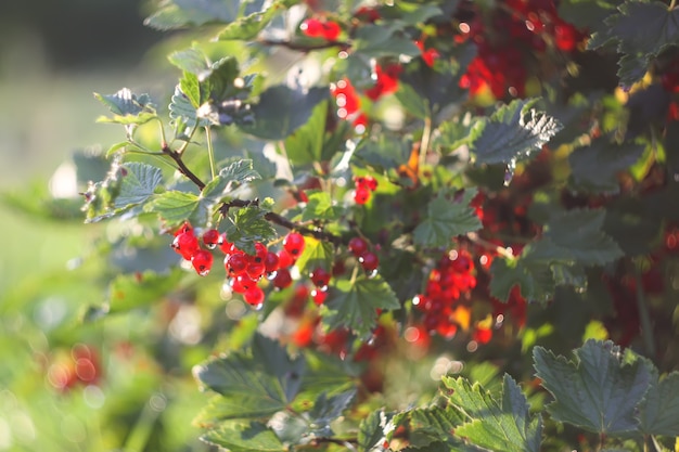 Ripe berries of red currants in the garden