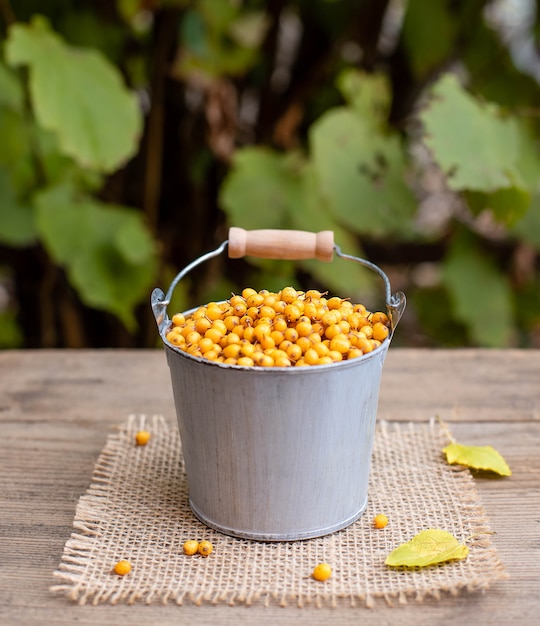 Ripe berries of sea buckthorn in a bucket. healthy vitamin autumn berries