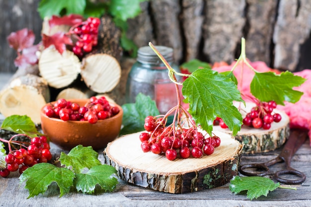 Ripe berries of viburnum on a branch with leaves