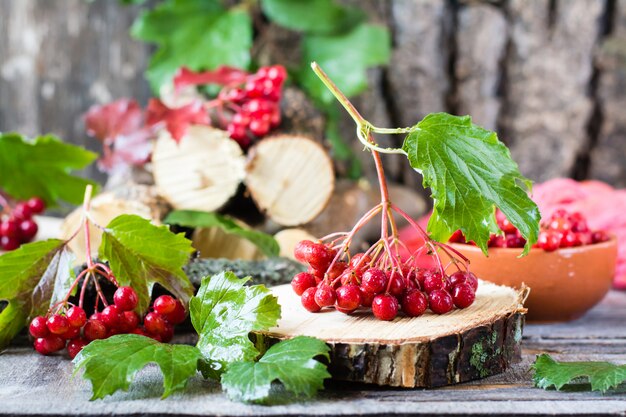 Ripe berries of viburnum on a branch with leaves