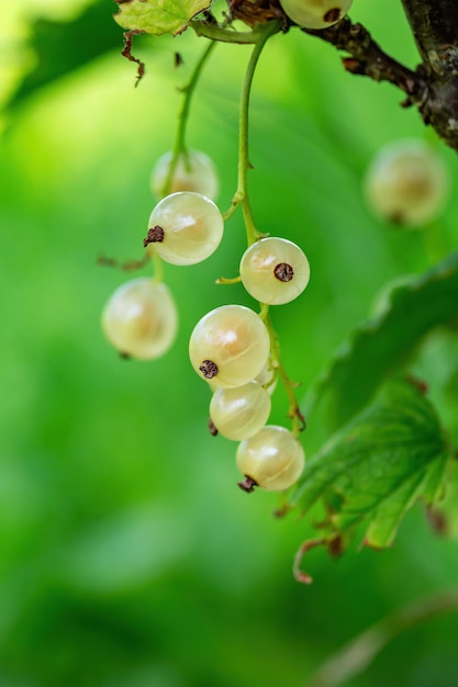 Ripe berries of white currant macro photography