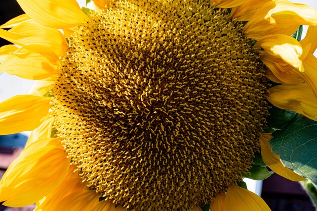 Primo piano del fiore di girasole grande maturo