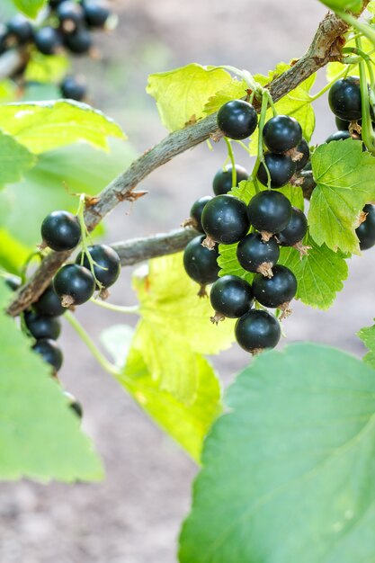 Ripe blac currant on the branch in the garden in sunny summer day.