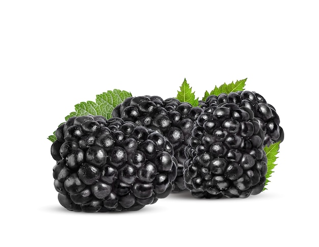 ripe black blackberry with green leaves on a white background