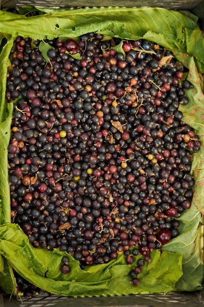 Ripe black currant background harvested ripe currant\
agriculture berries currant