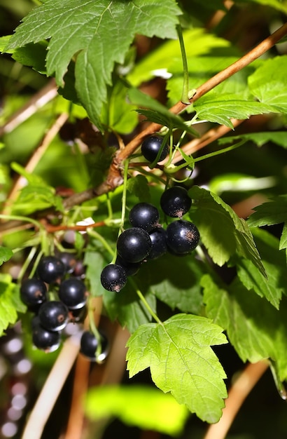 ripe black currant berries on a branch in the garden