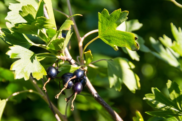 Ripe black currant berries on a bush close-up