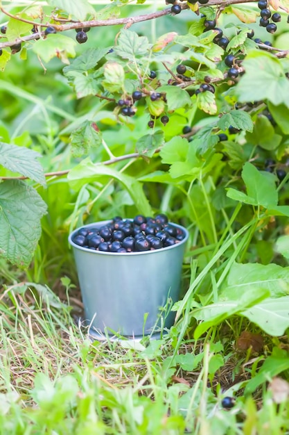 Ripe black currant berries in the small metal bucket in a summer garden in countryside organic healthy food