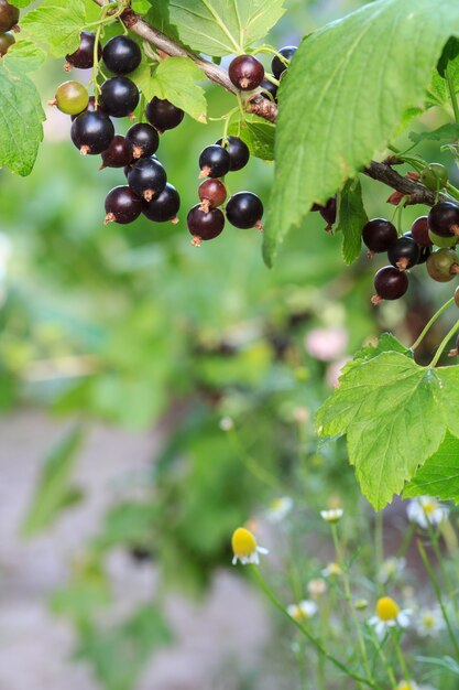 Ripe black currant on the branch with green leaves in the garden.