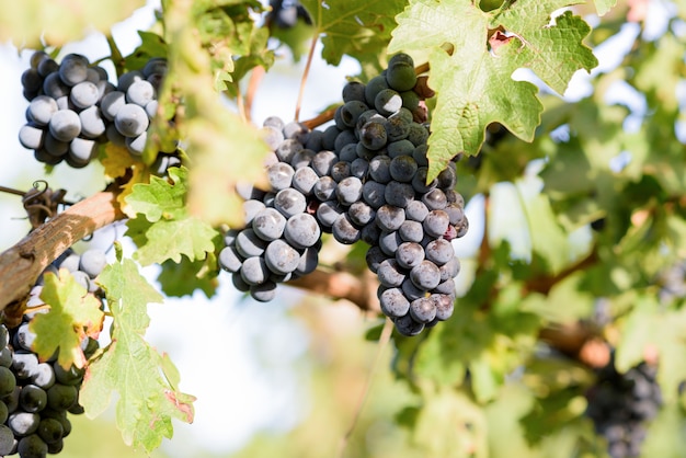 Ripe black grapes bunches on branch with leaves