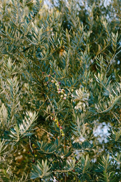 Olive nere mature sui rami dell'albero