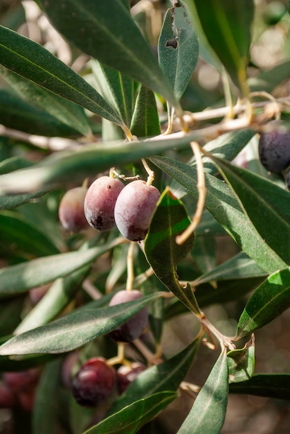 Ripe black olives growing on a branch of an olive tree.