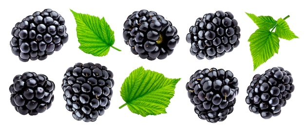 Photo ripe blackberry isolated on white background with clipping path. fresh summer wild berries closeup. detailed blackberry collection with leaves