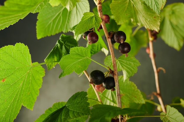 ベリーの季節の収穫の茂みの枝の庭で熟したブラックカラント