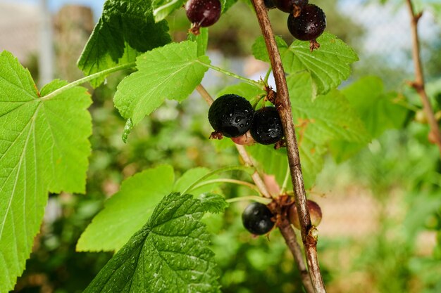 Ripe blackcurrant in the seasonal harvest of berries