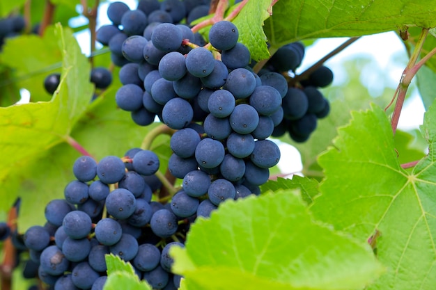 ripe blue grapes in a green foliage