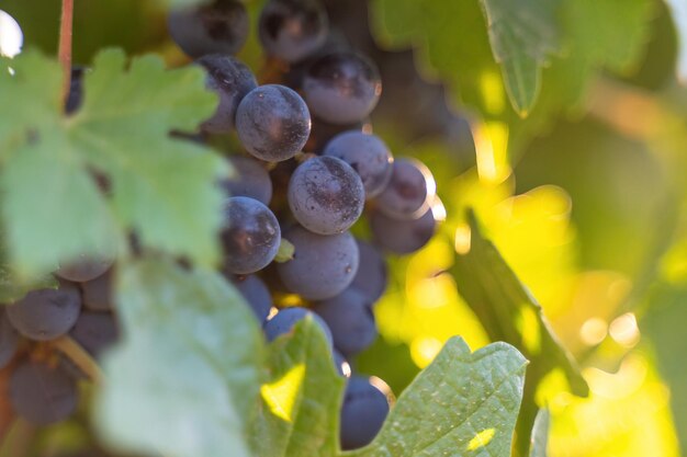 Ripe blue grapes growing in vineyard at sunset time selective focus vineyards grape at sunset in