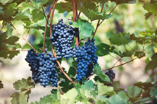 Спелый синий виноград в винограднике. Осень, солнечный день, время сбора урожая. Выборочный фокус, копия пространства. Концепция виноградарства