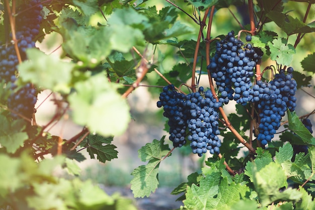 Ripe blue grapes in vineyard