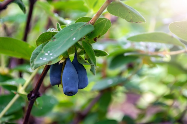 Ripe blue honeysuckle berries on a bush during harvest