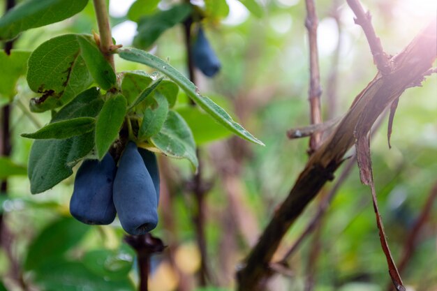 Ripe blue honeysuckle berries on a bush during harvest