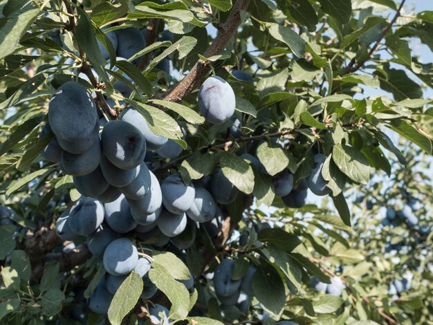 Ripe blue plums on a branch in the garden. Autumn harvest.