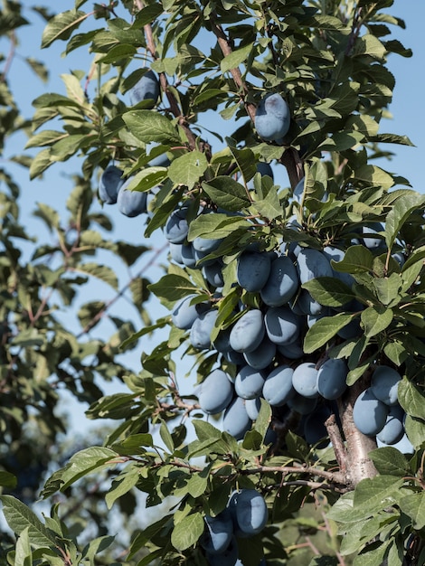 Ripe blue plums on a branch in the garden. Autumn harvest.