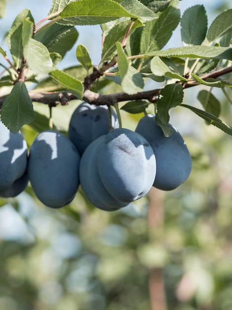 Ripe blue plums on a branch in the garden. Autumn harvest.