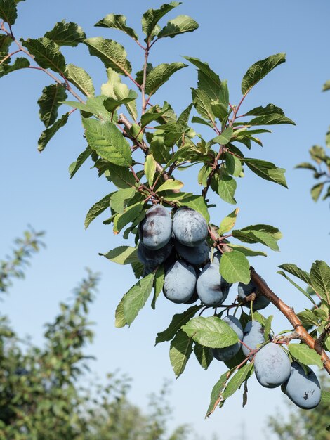 Ripe blue plums on a branch in the garden. Autumn harvest.