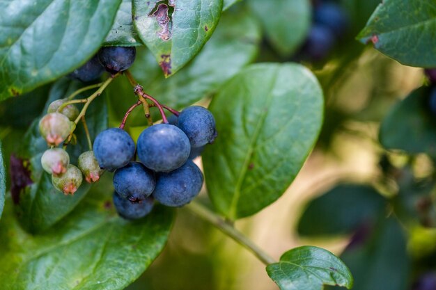 Ripe bluebberies on Southern blueberrie farm.