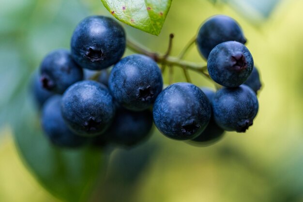 Ripe bluebberies on Southern blueberrie farm.