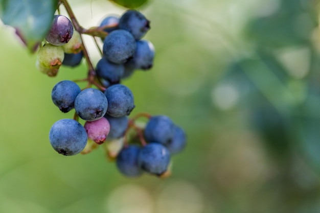 Ripe bluebberies on Southern blueberrie farm.