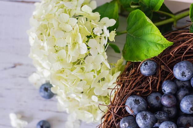 Ripe blueberries Blueberries are in a vine basket with hydrangea flowers nearby