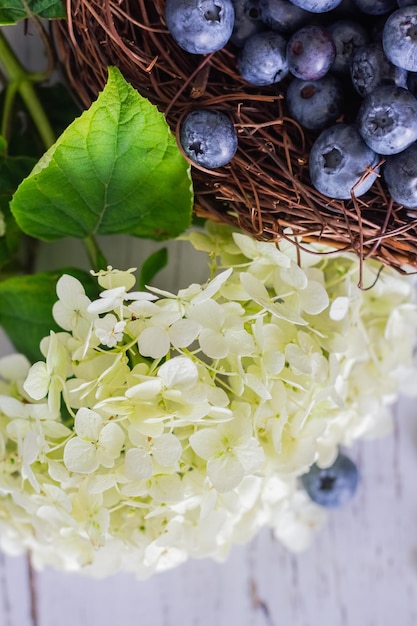 Ripe blueberries Blueberries are in a vine basket with hydrangea flowers nearby