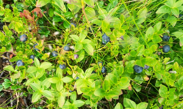 Ripe blueberries on a bush in nature