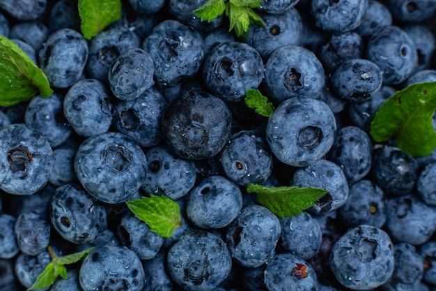 Ripe blueberries close up Blueberry macro