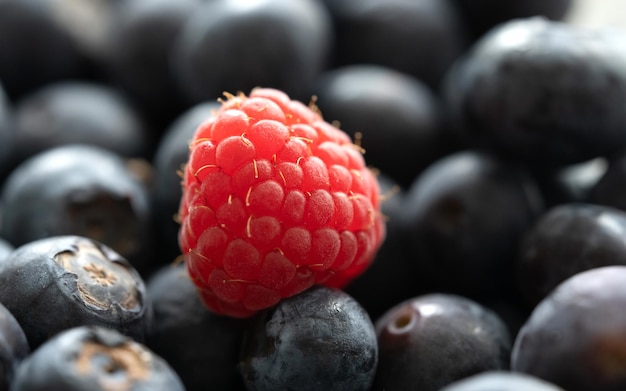 Ripe blueberries close up