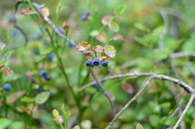 熟したブルーベリーは茂みにぶら下がっています