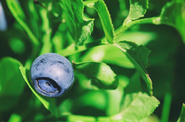 Ripe blueberries in nature