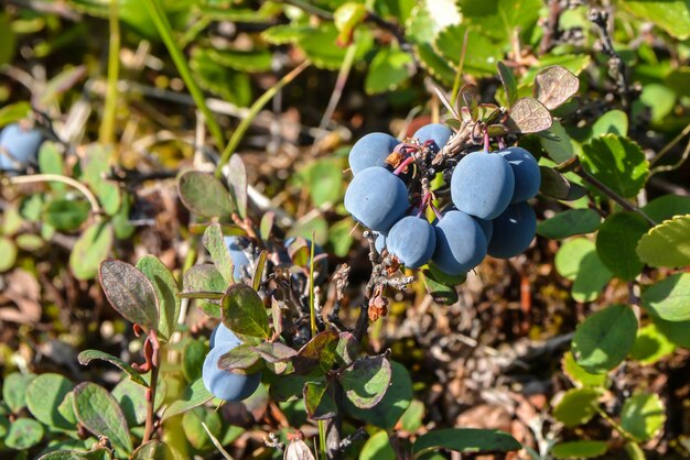 Ripe blueberries