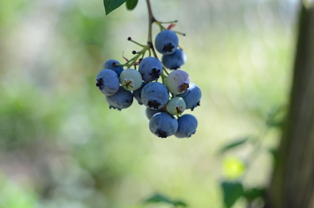 ripe blueberry berries on bushes