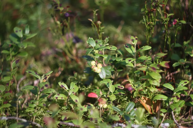 ブルーベリーの茂みに熟したブルーベリークラスター