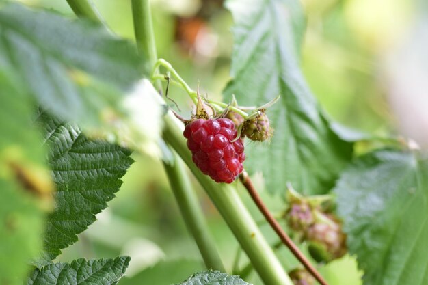 庭の茂みにラズベリーの熟した枝