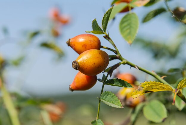 Ripe briar berries on a bush branch